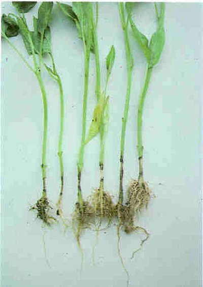 Biber fidelerinde kök boğazı yanıklığı.